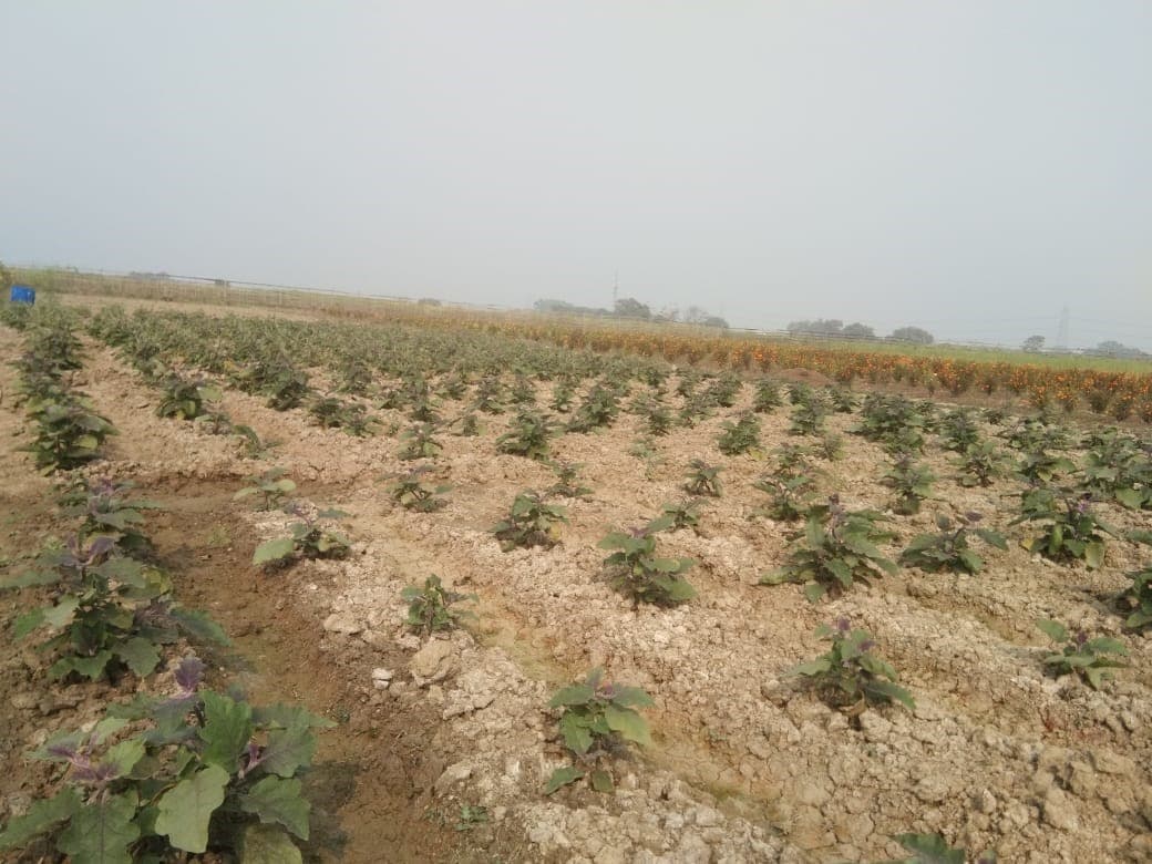 Sarvodaya Farm Datpa Aurangabad field activity 1