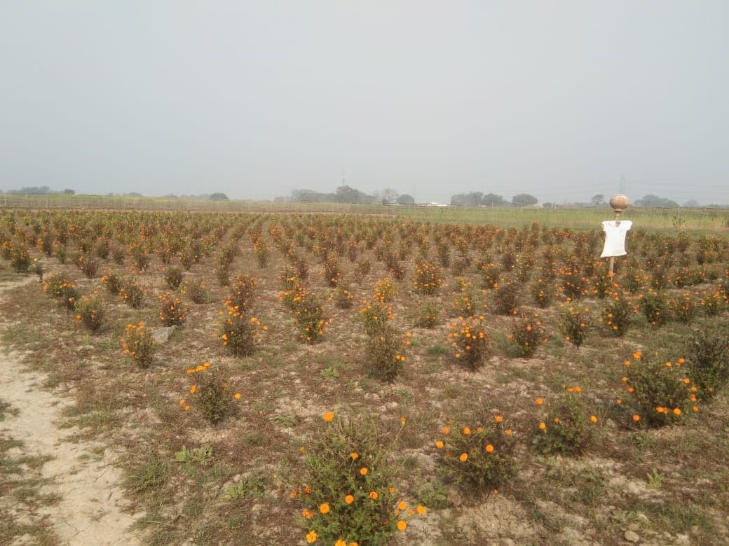 Sarvodaya Farm Datpa Aurangabad field activity 2
