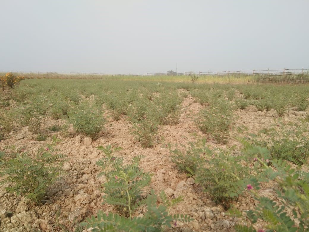 Sarvodaya Farm Datpa Aurangabad field activity 3